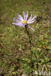 Herfstaster (Aster amellus)