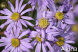 Herfstaster (Aster amellus)