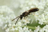 Breedkaakgroefbij (Lasioglossum laticeps)