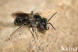 Grote Bandgroefbij (Lasioglossum majus)