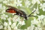 Grote Bloedbij (Sphecodes albilabris)