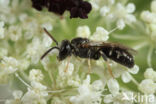 Lasioglossum interruptum