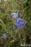 Oostenrijks vlas (Linum austriacum)