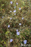 Oostenrijks vlas (Linum austriacum)