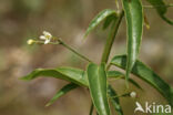 Witte engbloem (Vincetoxicum hirundinaria)