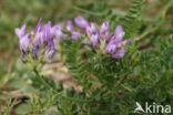 Deense hokjespeul (Astragalus danicus)