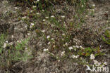 Kalkbedstro (Asperula cynanchica)