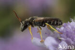 Halictus simplex