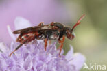 Nomada pleurosticta