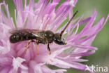 Lasioglossum tricinctum