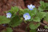 Grote ereprijs (Veronica persica)