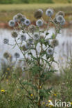 Beklierde kogeldistel (Echinops sphaerocephalus)