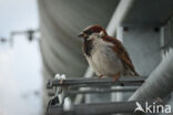 Huismus (Passer domesticus)