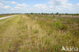 Internationaal Natuurpark Bourtanger Moor-Bargerveen