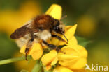 Heidehommel (Bombus humilis)