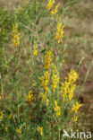 Verfbrem (Genista tinctoria)