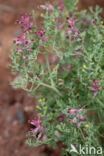 Gewone duivekervel (Fumaria officinalis)