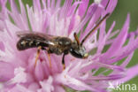 Lasioglossum tricinctum