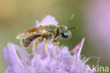 emeraldgroefbij (Halictus submediterraneus)