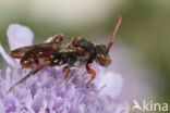 Nomada pleurosticta