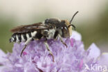 Coelioxys afer