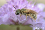 emeraldgroefbij (Halictus submediterraneus)