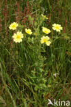 Rechte ganzerik (Potentilla recta)