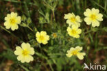 Rechte ganzerik (Potentilla recta)