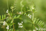 Ringelwikke (Vicia hirsuta)