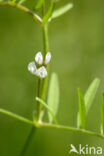 Ringelwikke (Vicia hirsuta)