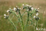 Kale jonker (Cirsium palustre)