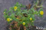 Schijfkamille (Matricaria discoidea)