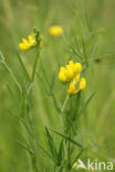 Veldlathyrus (Lathyrus pratensis)