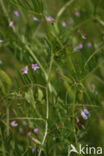 Vierzadige wikke (Vicia tetrasperma)