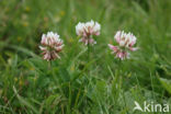 Witte klaver (Trifolium repens)