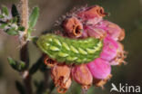 Groentje (Callophrys rubi)