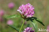 Rode klaver (Trifolium pratense)