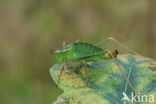 Struiksprinkhaan (Leptophyes punctatissima)