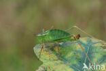 Struiksprinkhaan (Leptophyes punctatissima)