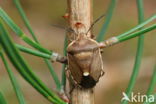 dennenschildwants (chlorochroa pinicola)