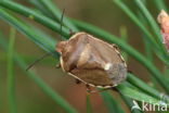 dennenschildwants (chlorochroa pinicola)