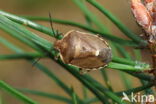 dennenschildwants (chlorochroa pinicola)