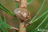 dennenschildwants (chlorochroa pinicola)