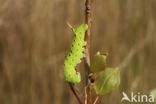 Populierenpijlstaart (Laothoe populi)