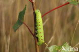 Populierenpijlstaart (Laothoe populi)