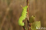 Populierenpijlstaart (Laothoe populi)