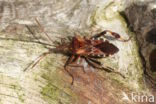 bladpootrandwants (leptoglossus occidentalis)