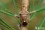 dennenschildwants (chlorochroa pinicola)