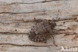 bruingemarmerde schildwants (halyomorpha halys)