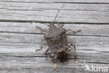 bruingemarmerde schildwants (halyomorpha halys)